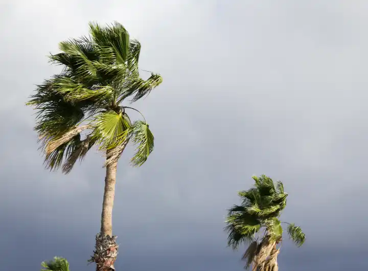 Palm trees blowing against a stormy sky